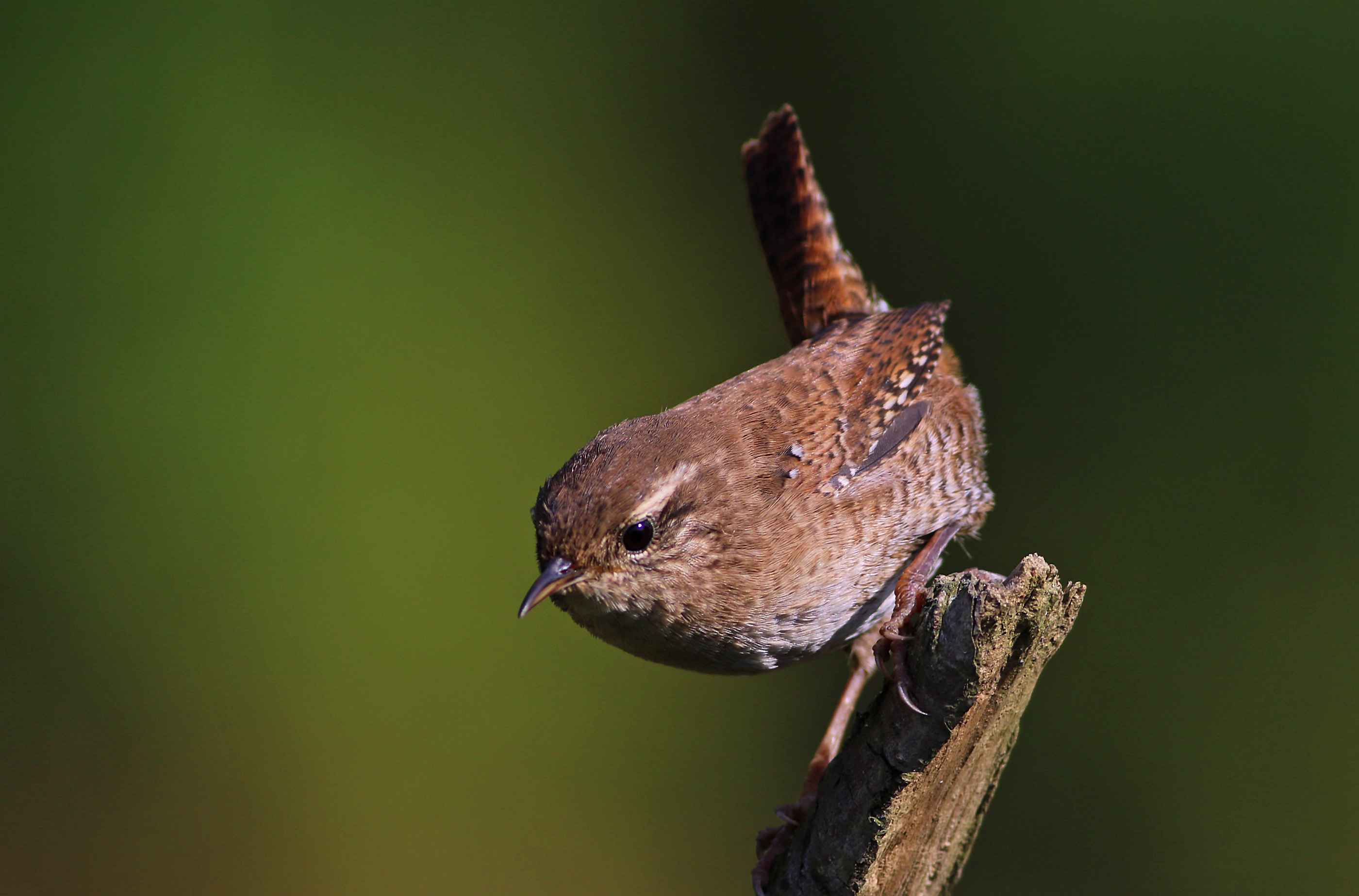 Eurasian Wren